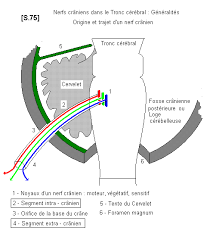 Le Tronc Cerebral