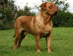 Dogue de bordeaux dog breed information, pictures, care, temperament, health, puppies, breed history. Dogue De Bordeaux Dog Info Temperament Puppies Training Pictures