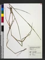 Image result for Acroceras macrum