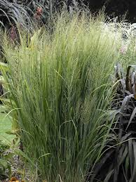Image result for Panicum comorense