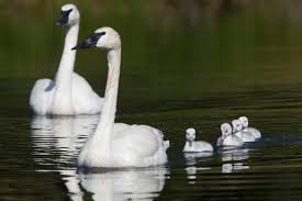 Swans strives to be the gear of choice for all professional, amateur athletes and sports enthusiasts. Baby Trumpeter Swans May Make 2019 Breeding Season The Best In Recent Years Local State Bendbulletin Com