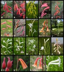 Image result for Polianthes tuberosa