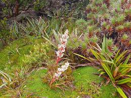 Westernarthurs2 Alpine Plants Alpine Flowers Edible Garden