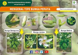 Gambar mewarnai pepaya gambar mewarnai lucu 27 05 2020 sketsa gambar bunga pepaya munculnya exsis sketsa gambar bunga pepaya di dunia maya rasanya bukan sesuatu yang buruk. Mengenal Tipe Bunga Pepaya