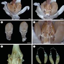 Image result for Periglossum mackenii