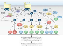 Dear self i love you is a popular web novel written by the author williana96, covering teen genres. Illuminating The Onco Gpcrome Novel G Protein Coupled Receptor Driven Oncocrine Networks And Targets For Cancer Immunotherapy Journal Of Biological Chemistry