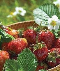 container fruits modern design 1000 in 2020 strawberry plants fruit plants growing fruit