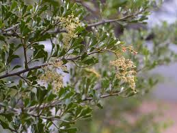 Image result for Searsia acuminatissima