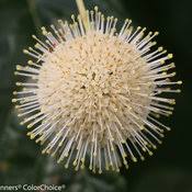 Image result for Buchnera crassifolia