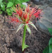 Image result for Scadoxus