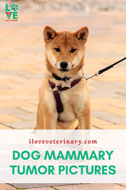 Dog Mammary Tumor Pictures Tumor Dogs Mammary Gland