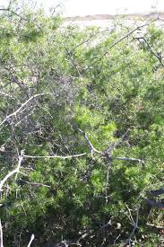 Image result for Asparagus suaveolens