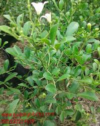 Detail bunga kemuning mp3 dapat kamu nikmati dengan cara klik tombol download mp3 di bawah. Jual Bunga Kemuning 082332224620 Gudang Bibitku