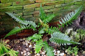 Image result for Blechnum punctulatum