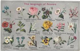The Language Of Flowers By R Hamdan Via Flickr Victorian Chart On The Meaning Of Flowers Language Of Flowers Flower Meanings Spring Wedding Flowers