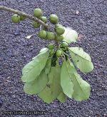 Image result for Uapaca guineensis