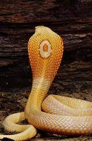 Albino Monocled Cobra Big King Cobra Snake Cobra Snake Snake