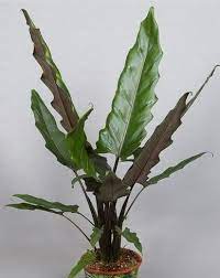 Alocasia lauterbachiana is a radiant, perennial, and tropical plant that belongs to the family araceae. Alocasia Lauterbachiana Purple Sword Bunga Kebun Tanaman