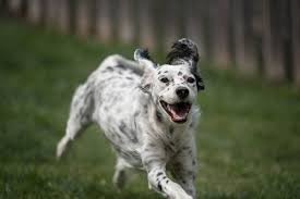 English Setter Dog Breed Information Pictures