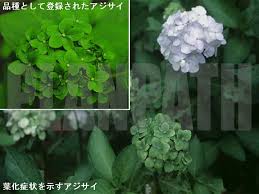 ファイトプラズマ 東京大学 植物病理学研究室