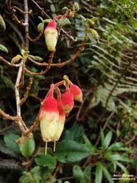 Image result for Pavetta revoluta