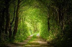 From Darkness To Light Forest Road Path Forest Path Magic Forest Forest Road