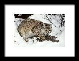 Bobcat With Captured Ruffed Grouse Framed Print