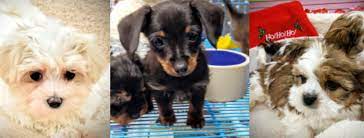 Get ratings, reviews, hours, phone numbers, and directions. Tiny Tykes Puppies Reviews Pet Breeders At 2661 S Howell Ave Milwaukee Wi