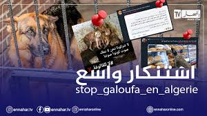 Les militants de la cause animale dénoncent les pratiques brutales de la « galoufa. Ø§Ù„Ù‚Ø§Ù„ÙˆÙØ© ØªØ«ÙŠØ± Ø§Ù„Ø§Ø³ØªÙ†ÙƒØ§Ø± ÙˆØªØ´Ø¹Ù„ Ù…ÙˆØ§Ù‚Ø¹ Ø§Ù„ØªÙˆØ§ØµÙ„ Ø§Ù„Ø¥Ø¬ØªÙ…Ø§Ø¹ÙŠ Ø§Ù„Ù†Ù‡Ø§Ø± Ø£ÙˆÙ†Ù„Ø§ÙŠÙ†