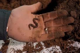 We did not find results for: How To Get More Worms In Your Garden Compost Or Raised Bed Greenupside
