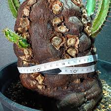 Image result for Euphorbia mlanjeana