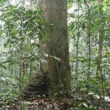 Image result for Gilbertiodendron dewevrei