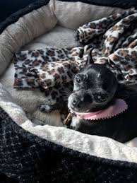 House of paws offers the best in professional pet grooming. Paw Paw S Dog House 33 Photos 24 Reviews Pet Boarding 1561 Hwy 1187 Mansfield Tx Phone Number Yelp