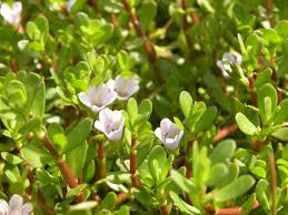 Image result for Bacopa monnieri
