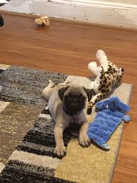 So cute and gorgeous pug puppies will bring happiness and change of atmosphere in your. Pug Puppies For Sale Elizabeth Nj 336094 Petzlover