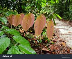 Image result for Rourea