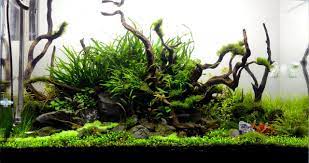 Needleleaf Java Fern Jungle Aquascape Nature Aquarium Plants