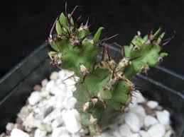 Image result for Euphorbia memoralis