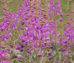 Image result for Epilobium salignum