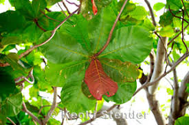 Image result for Terminalia kaiseriana