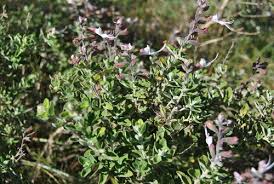 Image result for Syncolostemon elliottii