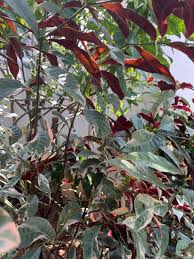 Image result for Excoecaria bussei