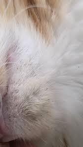 What Are These Black Things In My Cats Chin Theyre Like Fine Black Hairs But Not Actually Hairs She Has Been Checked For Fleas And Gi Cats Pet Health Animals