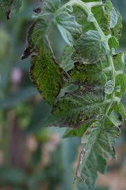 Image result for Septoria leaf spot of tomato