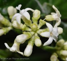 Image result for Psychotria heterosticta