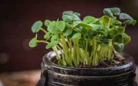 To get started, you'll need a piece of wood as the base of your vertical herb garden. How To Build Your Own Indoor Hydroponic Garden Laptrinhx News