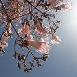 Image result for Stereospermum kunthianum