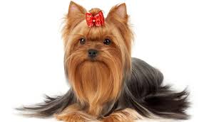 Top 5 Best Dog Hair Bows Dyes Accessories In 2017