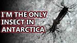 These insects have some seriously amazing adaptations. Antarctic Midge Antarctica S Only Native Insect Animal Fact Files Youtube