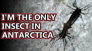 Belgica antarctica, the antarctic midge, is a species of flightless midge, endemic to the continent of antarctica. Antarctic Midge Antarctica S Only Native Insect Animal Fact Files Youtube